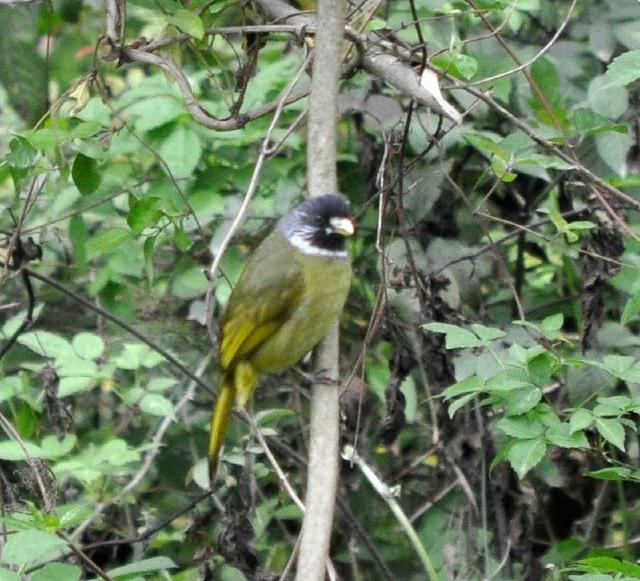 Collared Finchbill